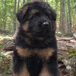 Gray Collar - Male - Black and red male German Shepherd puppy in Charlotte, North Carolina from Zuflucht K9s
