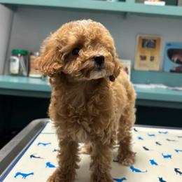 Girl 1 - Red  female Poodle puppy in Riverside, California from Poodles