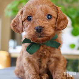 Oliver - Red male Cavapoo puppy in Salado, Texas from Red Ranch Dogs