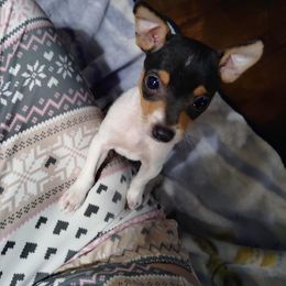 Rat Terrier Puppies from Country Rat Terriers