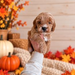 Oakley - Blue Collar - Apricot male Goldendoodle puppy in Billings, Montana from Montana Raised Doodles