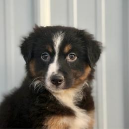 Stella - Black tri female Miniature American Shepherd puppy in Clinton, Missouri from Mockingbirds American Minis