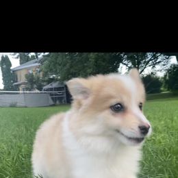 Pomsky Puppies from Rustic Pomskies