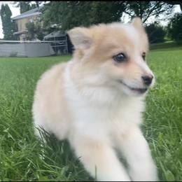 Pomsky Puppies from Rustic Pomskies
