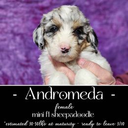 Old English Sheepdog and Sheepadoodle Puppies from Country Roads Sheepdogs & Doodles