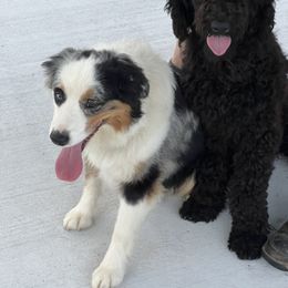Aussiedoodle Puppies from Hearth&Hound Doodles