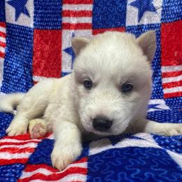 AKC Limestone - White male Siberian Husky puppy in Centreville, Maryland from Huskies By the Bay
