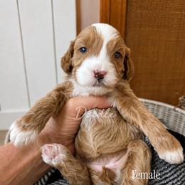 Hazel - Apricot female Goldendoodle puppy in Gilbert, Arizona from Doodle Bliss