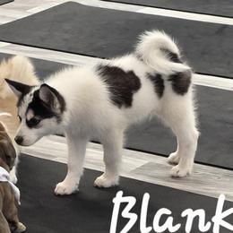 Blanka - Black and white male Pomsky puppy in Blaine, Minnesota from Yuna's Pomsky
