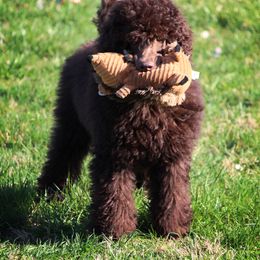 Poodle Puppies from Piccolo's Poodles