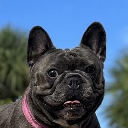 Pheebee I - French Bulldog