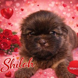 Shiloh - Liver male Shih Tzu puppy in Picayune, Mississippi from Guillot Shih Tzu