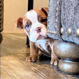 Suzy - Red brindle and white female Bulldog puppy in Lake Stevens, Washington from Washington Bulldogs