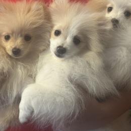 Pomeranian puppies from Ashley Miller's Pomeranians