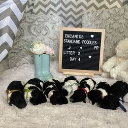 Poodle Puppies from Encantos Standard Poodles PR