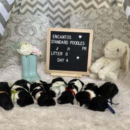 Poodle Puppies from Encantos Standard Poodles PR