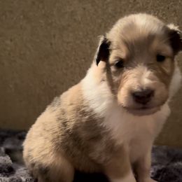 Collie Puppies from Otter Point Collies