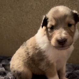 Collie Puppies from Otter Point Collies