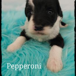 Pepperoni - Black and white female Sheepadoodle puppy in Farley, Iowa from Iowa's Doodle Co.