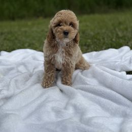 Teaser - Apricot female Maltipoo puppy in Allentown, Pennsylvania from Poodles Are Mixy