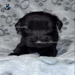 Miniature Schnauzer Puppies from Schnauzers of Blue Ridge