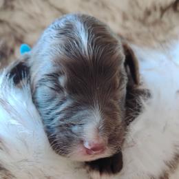 Chip - Brown and white male Aussiedoodle puppy in Apache Junction, Arizona from Loving Doodle