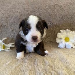 Autum - Red & white female Miniature Australian Shepherd puppy in Oroville, Washington from High Mountain Aussies