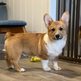Little Blaze - Red male Pembroke Welsh Corgi puppy in North Charleston, South Carolina from Corgivilla