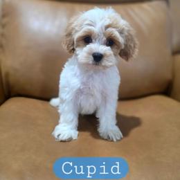 Cupid - male Cavapoochon puppy in Bullard, Texas from Cavapoochon Central LLC