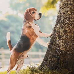 Beagles from Maple Ridge Beagles