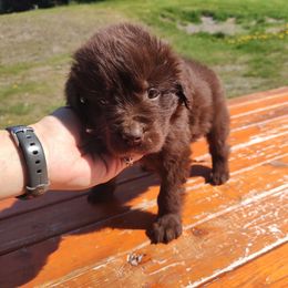 AKC Brown - Brown male Newfoundland puppy in Caribou, Maine from Starfire Newfoundlands