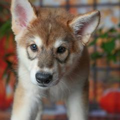 Leda - Tamaskan puppy from Ageli Lykon