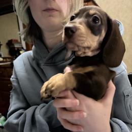 Twix - Chocolate and cream male Dachshund puppy in Canton, Texas from Bonnie and Clyde Dachshunds