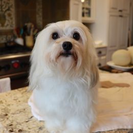 Shelby - Havanese