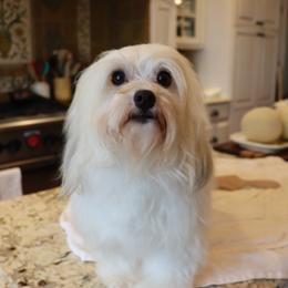 Shelby - Havanese