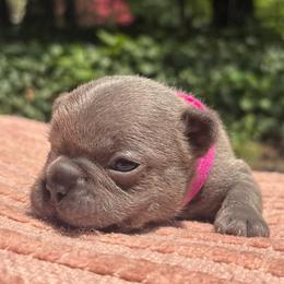 Josie - Blue female French Bulldog puppy in Salisbury, Maryland from 77 Frenchies Maryland