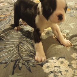 Boston Terrier Puppies from Lotus Life Puppies