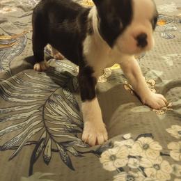 Boston Terrier Puppies from Lotus Life Puppies