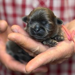 Hot pink collar - Blue female Shih Tzu puppy in Berkeley Springs, West Virginia from Sandridge Shih Tzus
