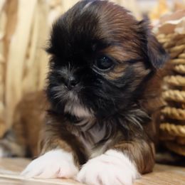 Charlotte - Black gold and white female Shih Tzu puppy in Hatfield, Pennsylvania from Chrysanthemum Creek