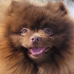 Ollie - Pomeranian