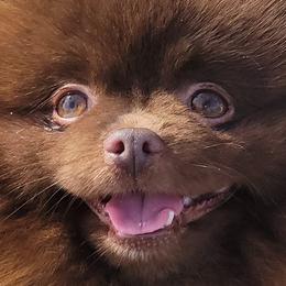 Ollie - Pomeranian