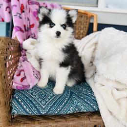 Girlie - Black and white female Pomsky puppy in Yavapai County, Arizona from Pawsh Pomskies