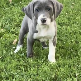 Mountain Cur Puppies from Walnut Ridge Mountain Curs