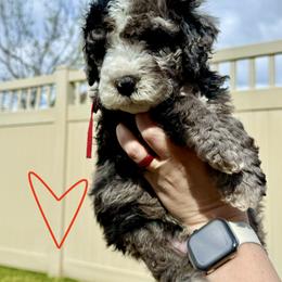 Bernedoodle, Cavalier King Charles Spaniel, and Poodle Puppies from Ellas.Pups (Bernedoodles & Cavapoos)
