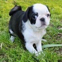 Companion Cross Puppies from Schuster's Pups