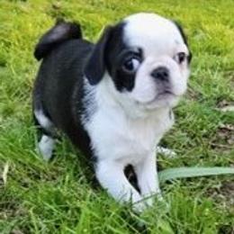 Companion Cross Puppies from Schuster's Pups