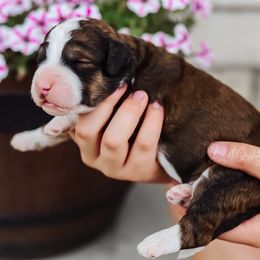 Bernedoodle, Goldendoodle, and Poodle Puppies from Best Quality Doodles