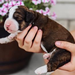 Bernedoodle, Goldendoodle, and Poodle Puppies from Best Quality Doodles