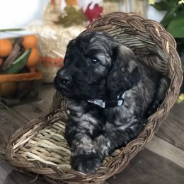 Old English Sheepdog, Poodle, and Sheepadoodle Puppies from Mountain Peak Doodles
